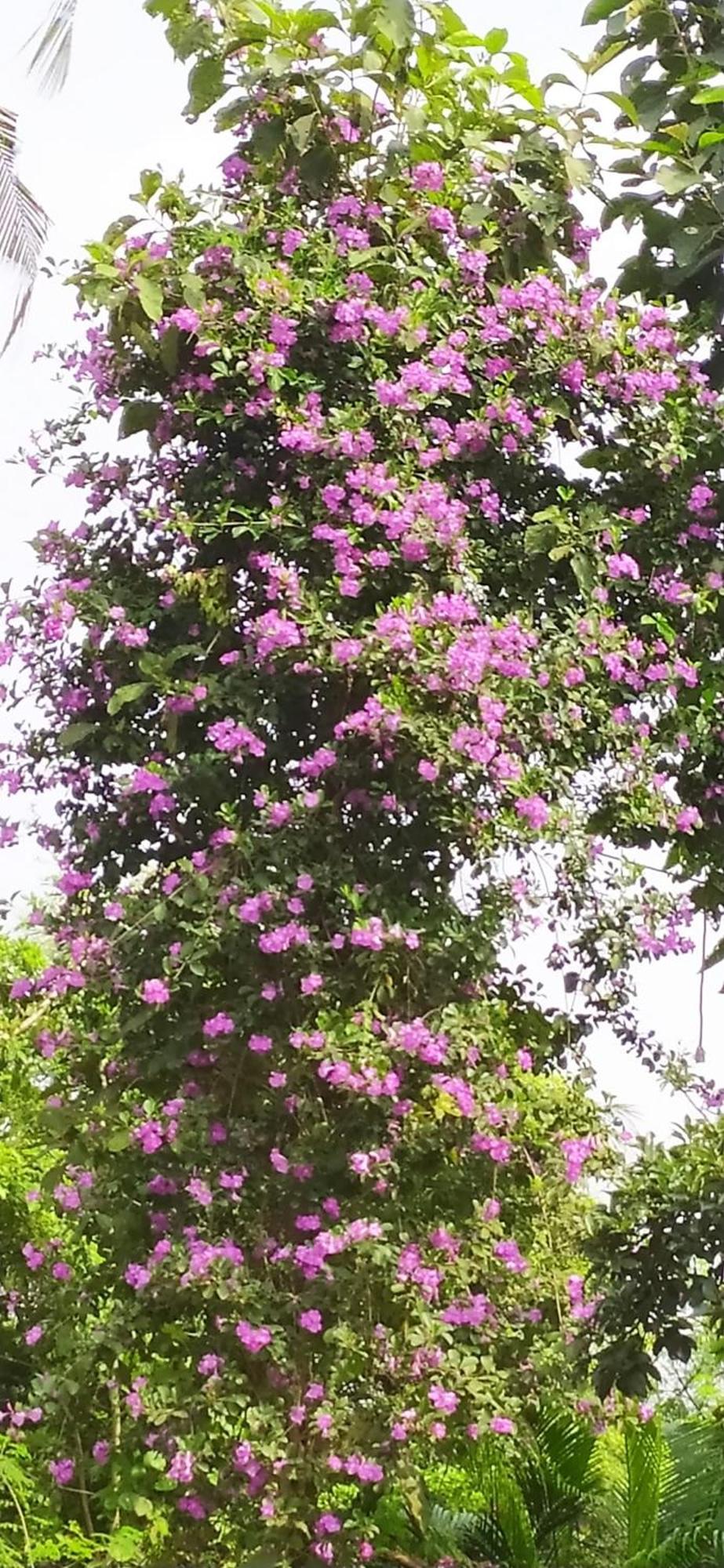 Runnin Airport - Homestay Gurpur Εξωτερικό φωτογραφία